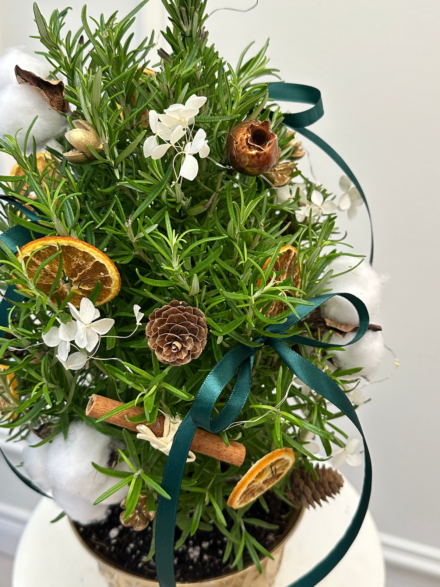 2025 Evergreen Kiss Mini Rosemary Tree