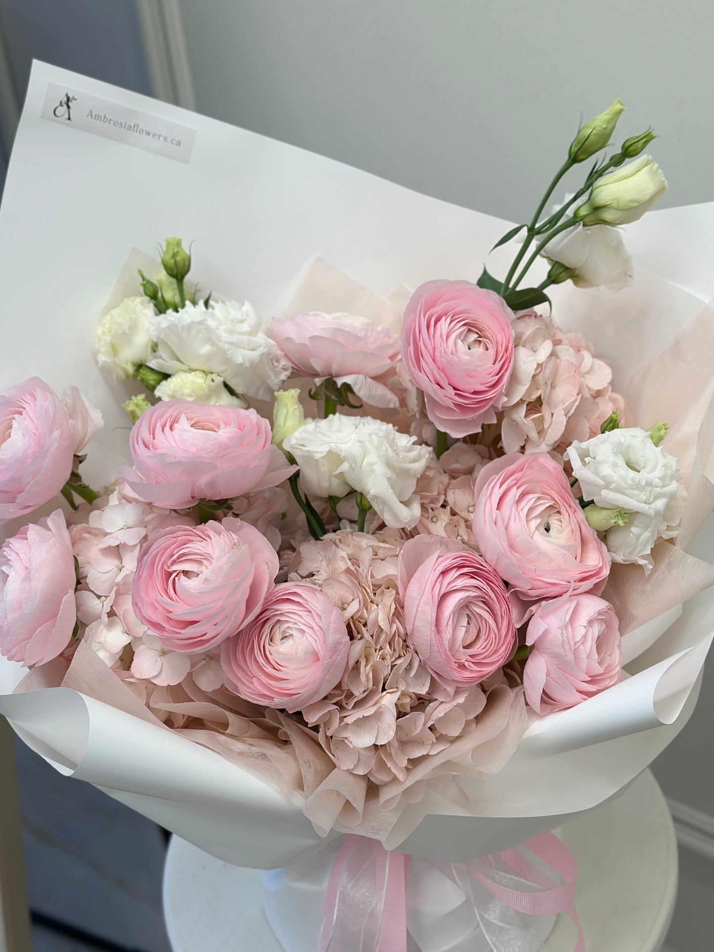 A Pink Ranunculus Dream