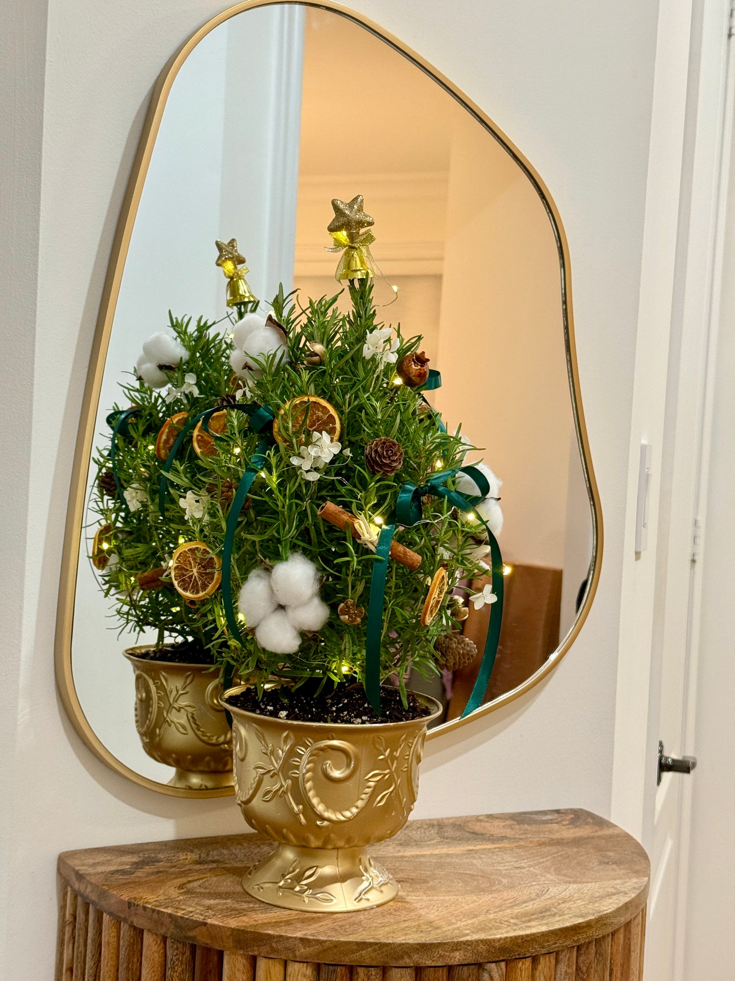 2025 Evergreen Kiss Mini Rosemary Tree