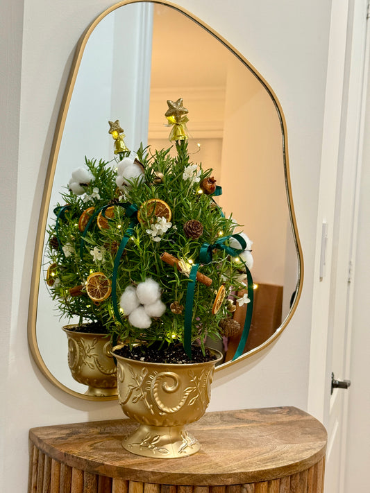 2025 Evergreen Kiss Mini Rosemary Tree