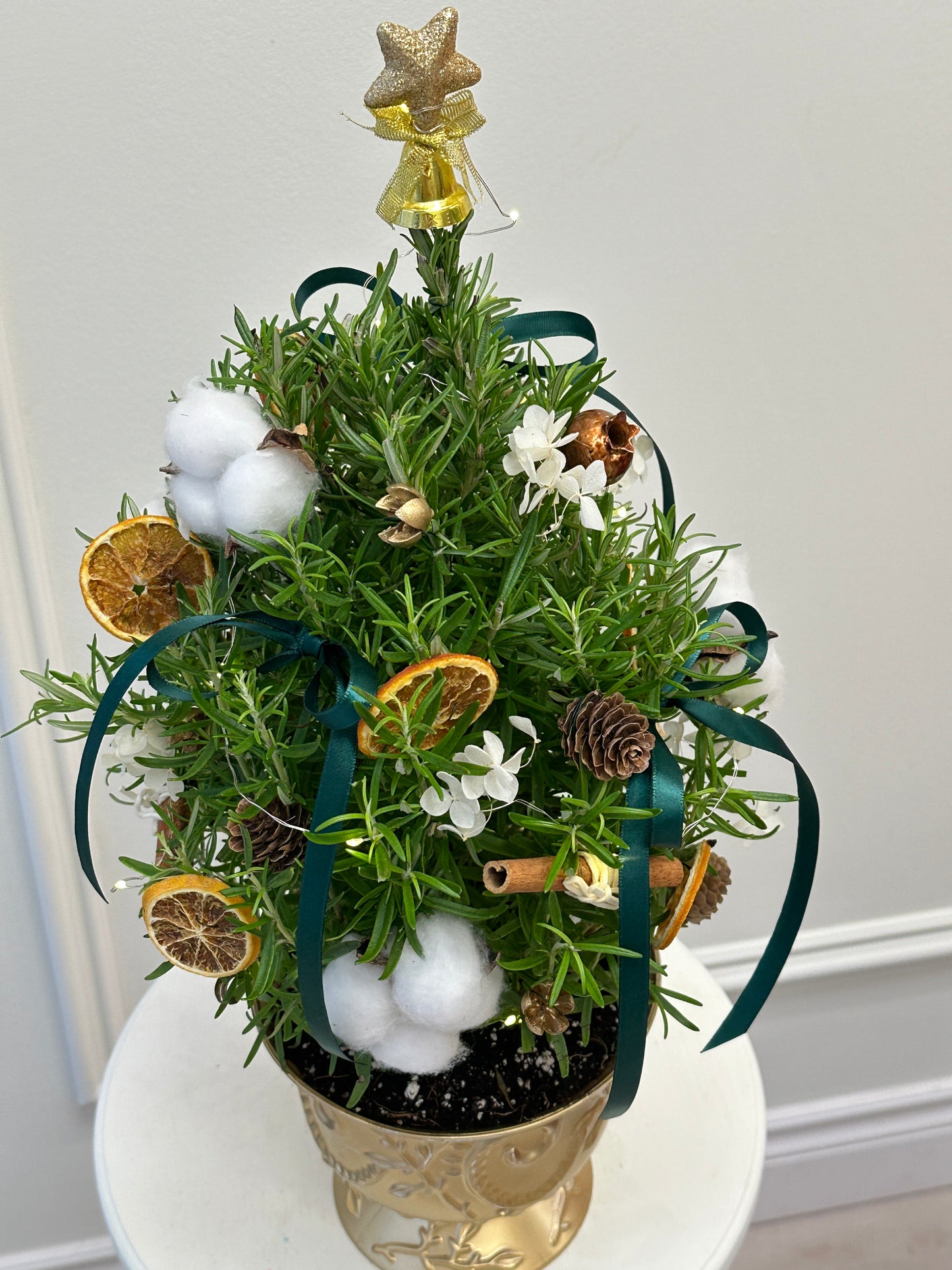 2025 Evergreen Kiss Mini Rosemary Tree