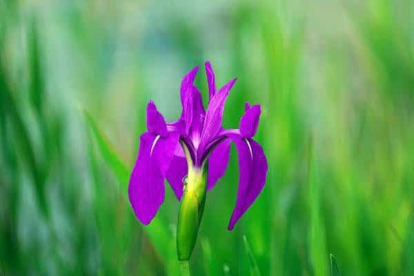February Birth Flower - violet flower